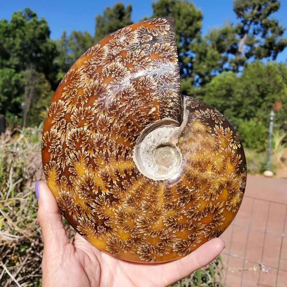 Large Cleoniceras Ammonite Masterfully Polished Fossil 1070 grams